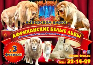 Цирковое шоу «Африканские белые львы» | с 3 февраля @ Тверской государственный цирк | Тверь | Тверская область | Россия